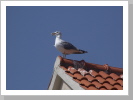 Klicken Sie auf das Bild, um es zu vergrößern